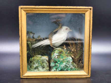 05 - 226.1_Vintage stuffed bird in glass box_98472