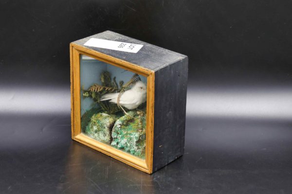 05 - 226.6_Vintage stuffed bird in glass box_98472
