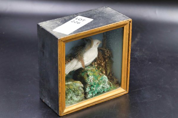 05 - 226.8_Vintage stuffed bird in glass box_98472