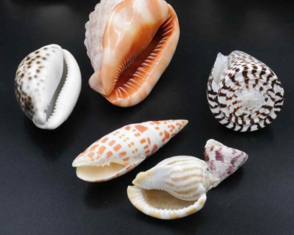 05 - 23.2_Vintage Collection of Shells_95580