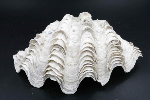 05 - 23.7_Vintage Collection of Shells_95580